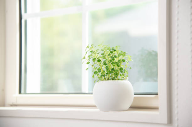 istock houseplants by the window 1411992438
