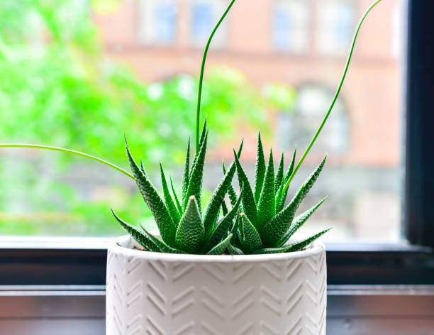 istock Succulent Plants on Window Sill in City 1411993668
