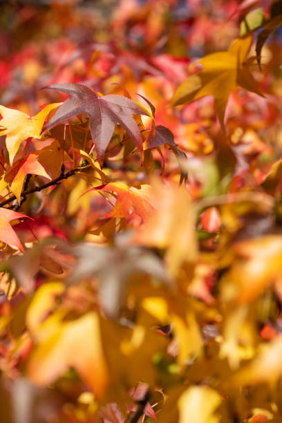 herbstfarben. stockfoto - tree area japanese fall foliage japanese maple autumn stock-fotos und bilder