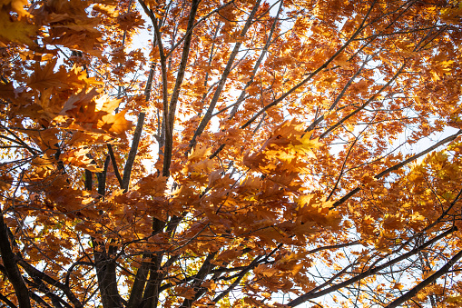 Colorful autumn leaves in red and golden falling from a maple tree, blue sky with clouds, panoramic format, motion blur, selected focus, narrow depth of field