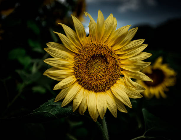 istock Moody Sunflower 1411995156