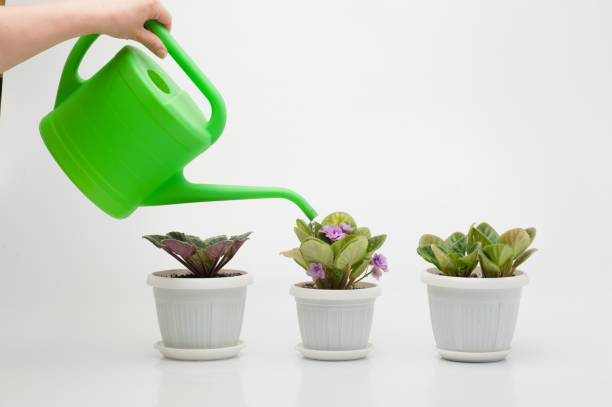 the process of watering houseplants