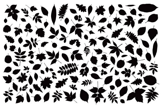 Autumn leaf set. Black and white contour silhouette tree leaves element collection Autumn leaf set. Black and white contour silhouette tree leaves element collection, vector illustration elements. Fall foliage. silhouette of a fall leaves black and white stock illustrations