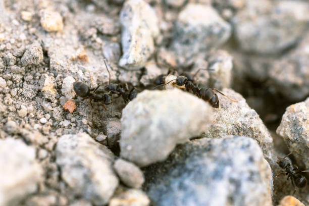 istock ants work on stones, carry stones to build a house 1411997580
