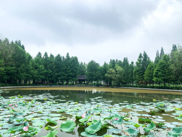 istock The lotus in the pond 1411997973