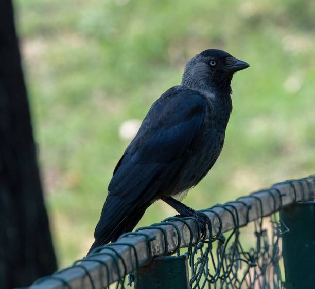 istock raven on a fence 1411998028