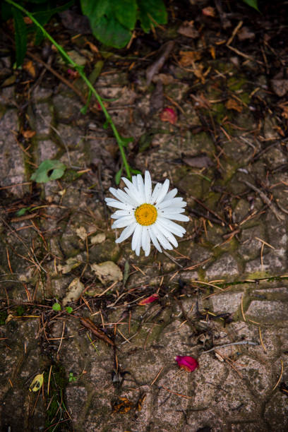 istock Top view of a beautiful daisy. Image suitable for the background 1411998431