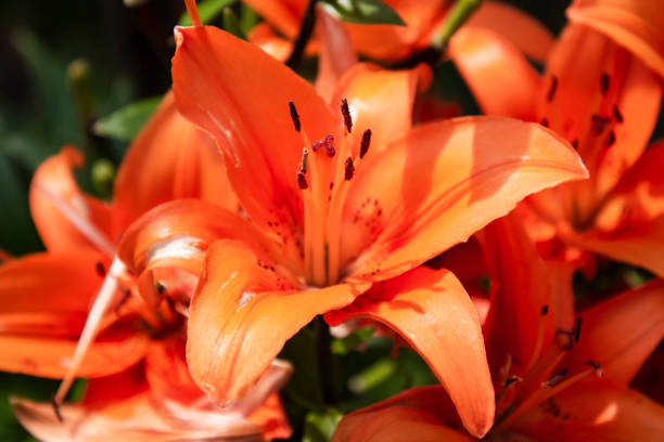 istock Beautiful looking orange lilies 1411998533