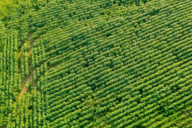 istock green field with dense vegetation, summer landscape from above 1411998552
