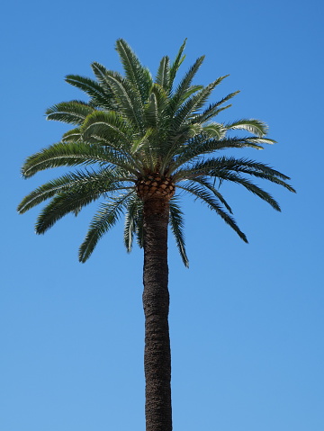 Palm tree against blue sky. Copy space. Phœnix palm tree. Cannes, Côte d'azur, France
