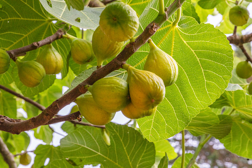 Green figs on the tree
