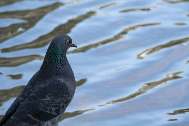 istock Pigeon drinking water on a pond 1412000669
