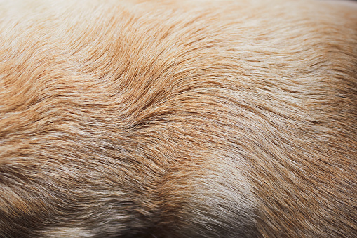 Close-up of dog fur. Animal hair of old yellow labrador retriever.