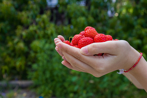 Handful of strawberry. Farmer woman hand holding ripe strawberries. Agriculture and cultivation concept.Growing fruit in the garden of the house.
