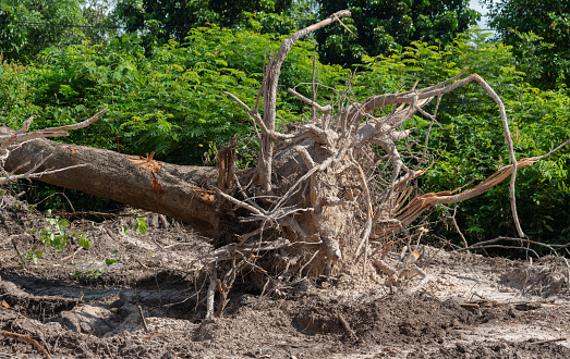 Dig Up Tree Roots Dig A Tree Root Fallen Tree A Torn Tree With Roots From Under The ...