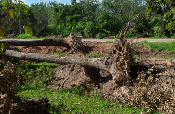 istock Dig  a tree  root  Fallen tree, a torn tree with roots from under the ground lies on the ground. 1412001686