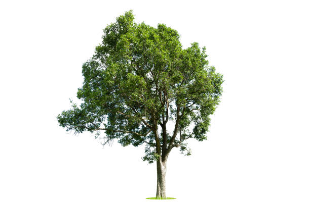 istock Isolated green tree on white background, Trees isolated on white background, tropical trees isolated used for design, advertising and architecture. 1412001719