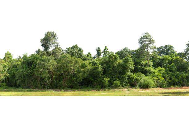 istock View of a High definition Treeline isolated on a white background 1412001721
