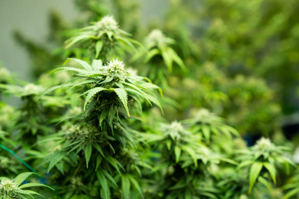 istock Selective focus on cannabis or marijuana. With hand on the leaf to check and inspect for the growth and quality of the leaf. Cannabis for medical treatment. Inside of industrial cannabis  farming. 1412002469