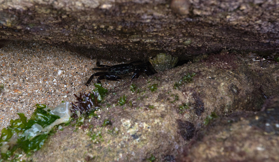 Sea crab hides under a rock at low tide