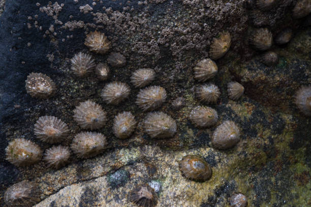 istock Sea shells stuck to the rocks at low tide 1412002620