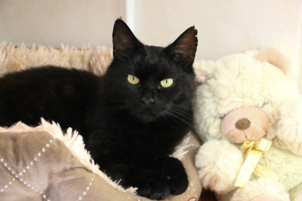 istock a beautiful black cat is lying in the bed with a teddy bear 1412002867