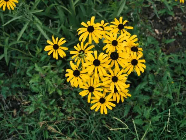 Overhead view of Rudbeckia Hirta, often called the Black-Eyed Susan