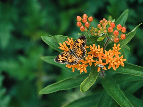 Black and orange Monarch butterfly pollinating on bright orange flower. Perfect wallpaper background to print.