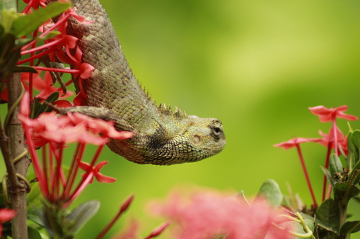 Indian Chameleon or Garden lizard on nature background. Animal Wildlife