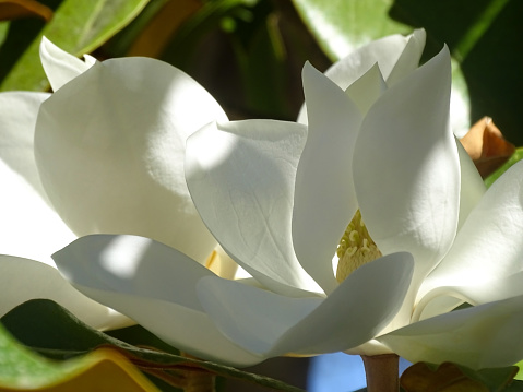 Huge white magnolia flowers on a tree in the sun close up