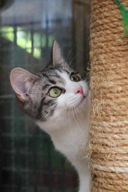 istock a close up of a small kitten is looking up on tehe scratching post 1412006819