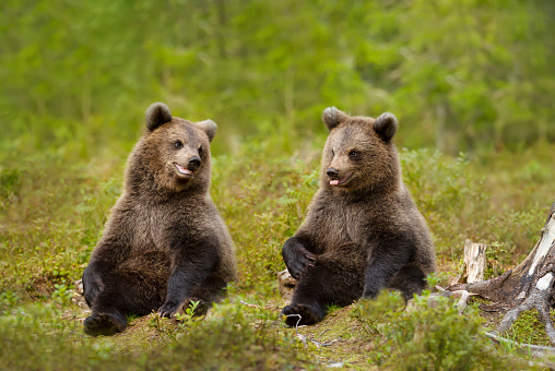 Close up of playful European brown bear (Ursus arctos arctos) cubs in the woods of Finland.