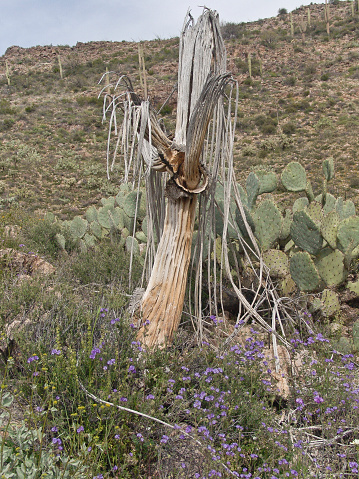 On the slopes of Peter's Mesa, Superstition Wilderness, Tonto National Forest, Arizona