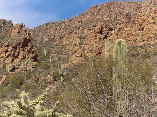 istock Young Saguaro in Nurse Bush 1412008147