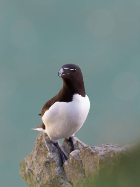 istock Close up of a Razorbill perched on a rock 1412008156