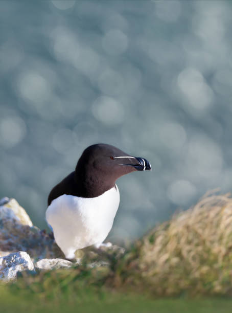 istock Close up of Razorbill perched on the cliffs 1412008170