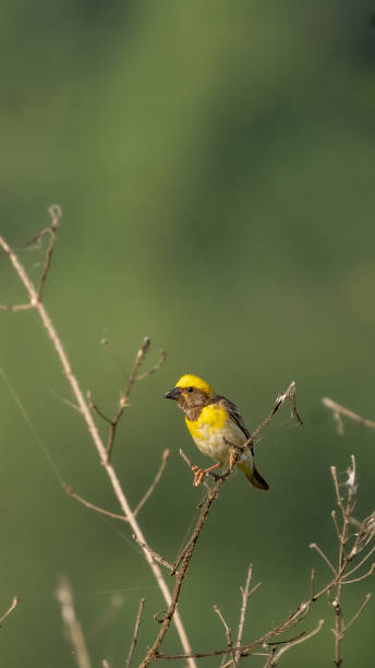 istock baya weaver (Ploceus philippinus) in the field 1412009114