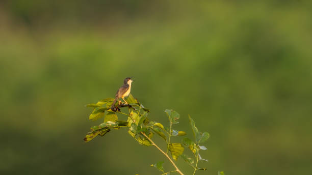 istock ashy prinia or ashy wren-warbler (Prinia socialis) in the field 1412009141
