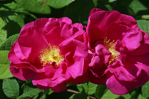 Pink apothecary rose, Rosa gallica variety officinalis, flowers in close up with a background of blurred leaves.