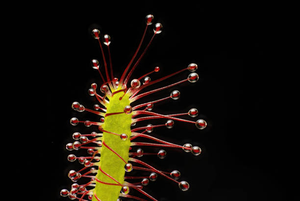 drosera capensis extreme macro of sundew on black background this invasive plant is found in many parts of the world