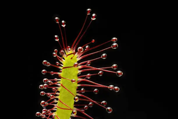 drosera capensis extreme macro of sundew on black background this invasive plant is found in many parts of the world