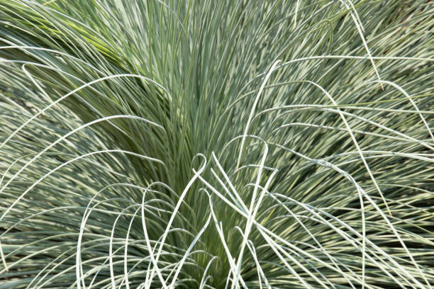 istock Close up Beautiful Green Leaves Plant , Sedge 1412012441