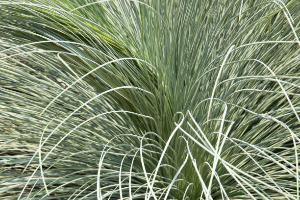 istock Close up Beautiful Green Leaves Plant , Sedge 1412012461