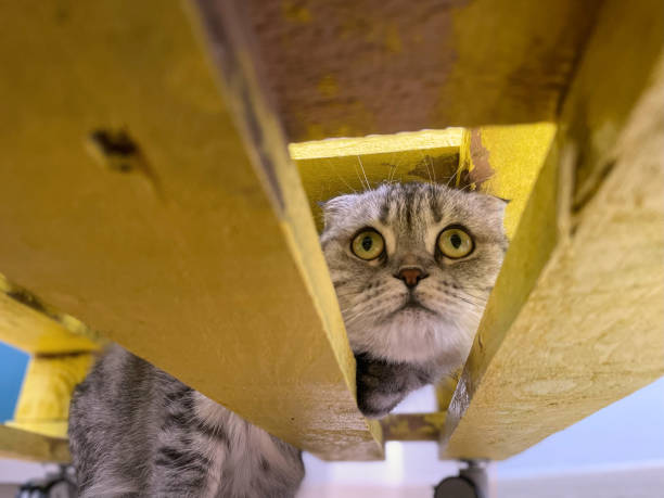 istock Portrait of a funny cat look 1412013732
