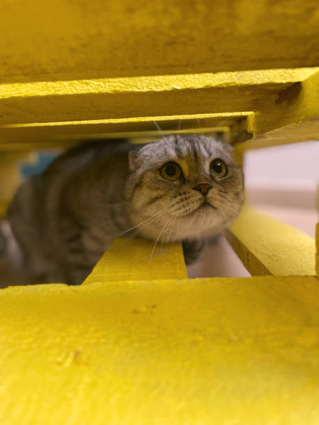 Portrait of a funny cat look