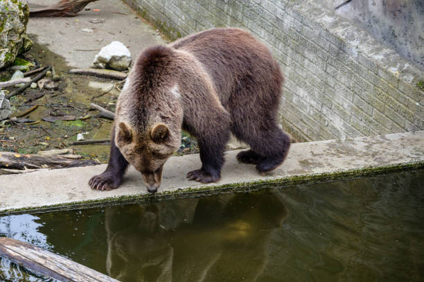 istock brown bear in the zoo by the water with its reflection 1412015043