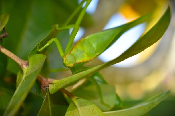 istock leaf grasshopper in bahia brazil 1412016074