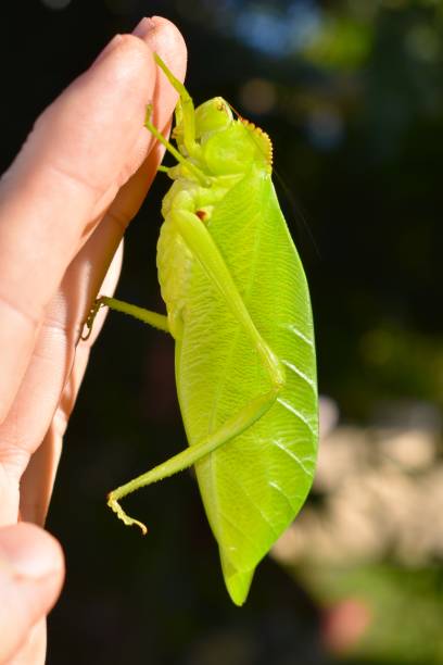 istock leaf grasshopper in bahia brazil 1412016089