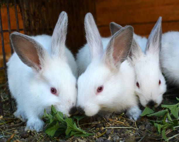 istock Californian breed rabbits 1412017190