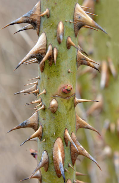 istock Sharp thorns on a branch of a bush and a tree 1412017203